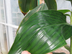 Costus nitidus