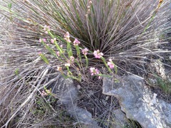Erica excavata