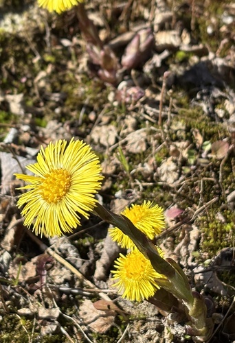 Ankstyvasis šalpusnis