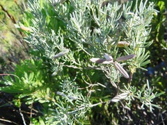 Indigofera hannariae