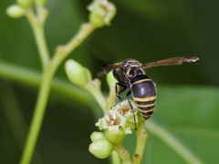 Pachodynerus guadulpensis