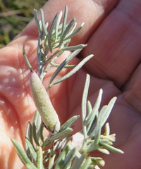 Indigofera hannariae