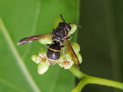 Pachodynerus guadulpensis
