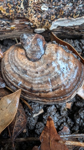 Ganoderma applanatum