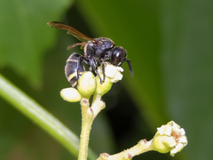 Pachodynerus guadulpensis