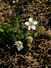 Arenaria biflora