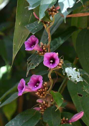 Argyreia roseopurpurea observed 2025-03-06