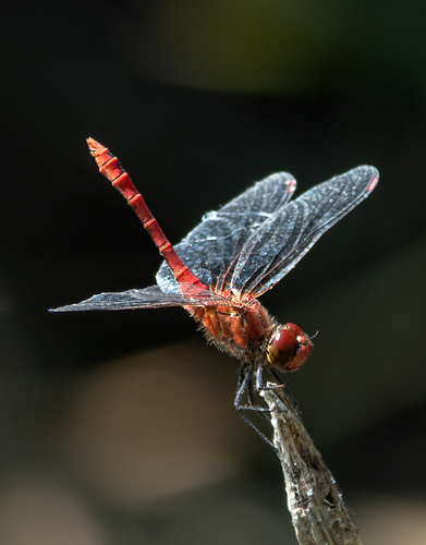 Ruddy Darter, photo 5 of 10