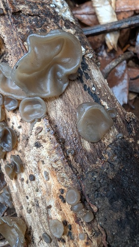 Auricularia