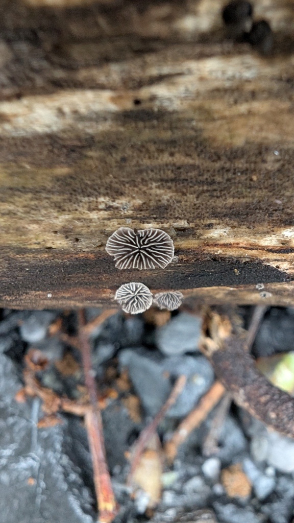Resupinatus applicatus · March 2025 · photo: © atsushi_nakajima_cirque (iNaturalist, cc-by)