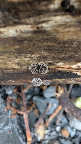 Resupinatus applicatus