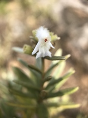 Leucas