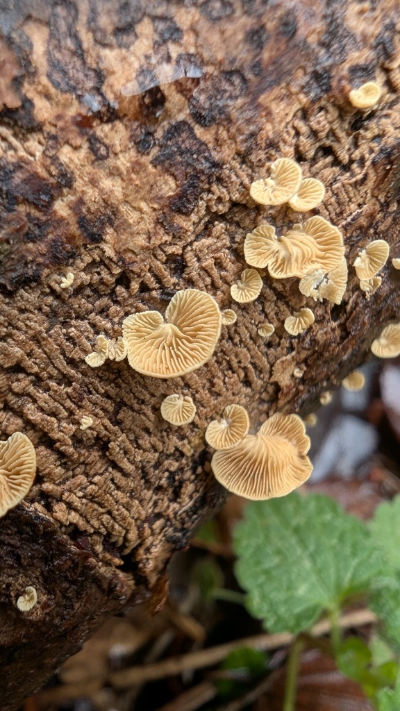 Panellus stipticus · March 2025 · photo: © atsushi_nakajima_cirque (iNaturalist, cc-by)