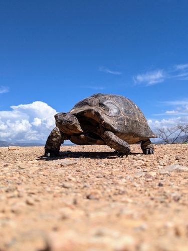 Marginated Tortoise, Ilion 131 23, Greece, photo 10 of 10