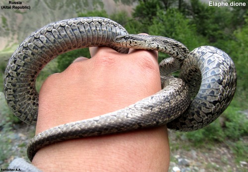 Photo of a Dione Snake (Elaphe dione)