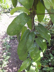Aristolochia tonduzii