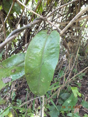 Aristolochia tonduzii