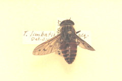 Tabanus limbatinevris