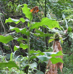 Costus villosissimus