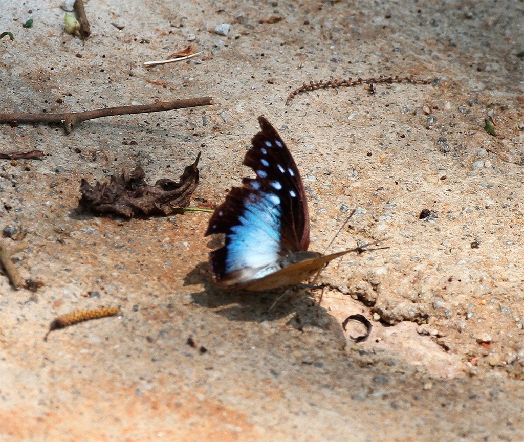 Powder-blue Charaxes