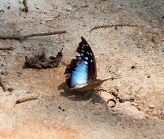 Charaxes pythodoris pythodoris