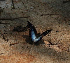 Charaxes pythodoris pythodoris