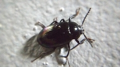 Ceropria