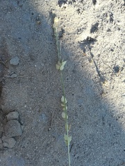 Eragrostis superba image