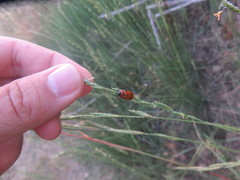 Tituboea sexmaculata