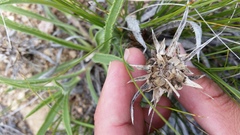 Pyrrocoma carthamoides