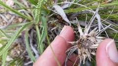 Pyrrocoma carthamoides