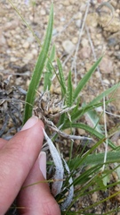 Pyrrocoma carthamoides