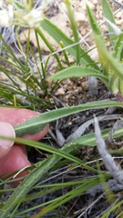 Pyrrocoma carthamoides