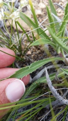 Pyrrocoma carthamoides