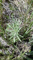 Picradeniopsis oppositifolia