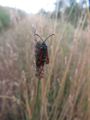 Pyropteron chrysidiforme