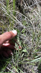 Picradeniopsis oppositifolia