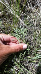 Picradeniopsis oppositifolia