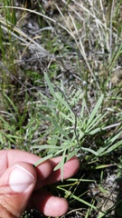 Picradeniopsis oppositifolia