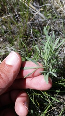 Picradeniopsis oppositifolia