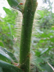 Costus villosissimus