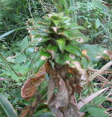 Costus villosissimus