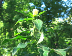 Costus villosissimus