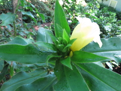 Costus villosissimus
