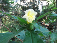 Costus villosissimus