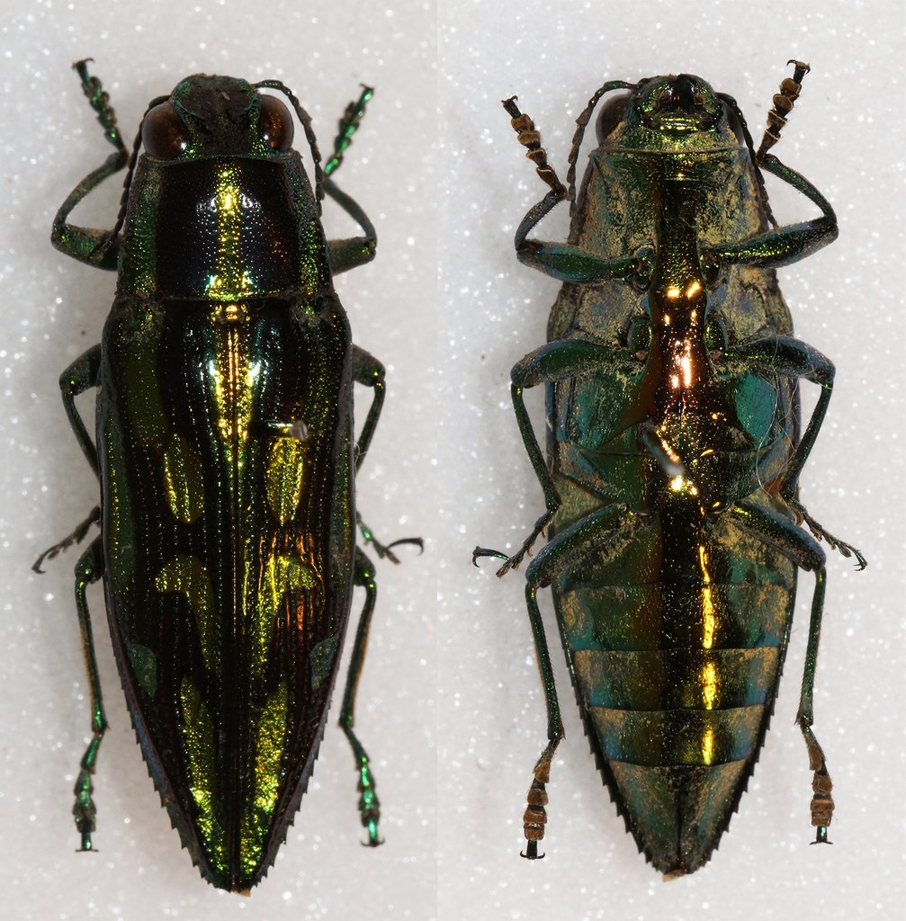 Parataenia chrysochlora