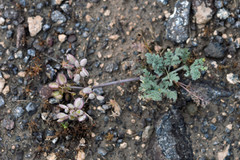 Lomatium foeniculaceum