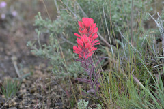 Castilleja angustifolia angustifolia