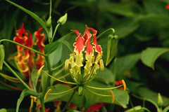 Gloriosa superba