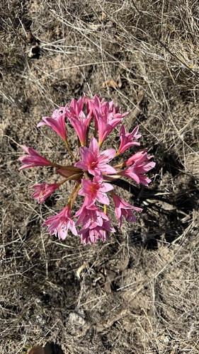 Ammocharis longifolia